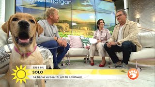 Solo imponerar i studion – så går träningen   Nyhetsmorgon (TV4)