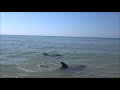 Дельфины, Крым