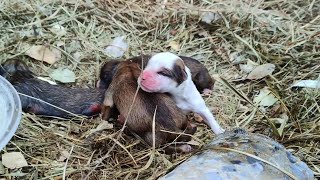"I want mommy," four newborn puppies shivered and cried for their mommy