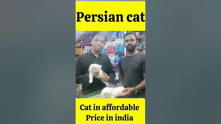 Video 11754601: persiancat cat kitten