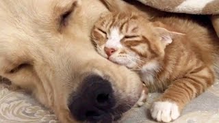 Pets Getting Scared Over Nothing -  Funny Cat And Dog Videos