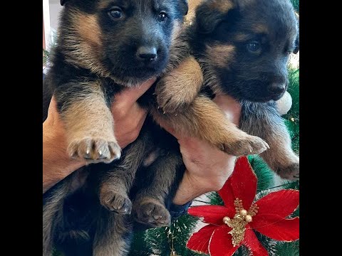 German Shepherd Linda Puppies-გერმანული ნაგაზი ლინდა ლეკვები