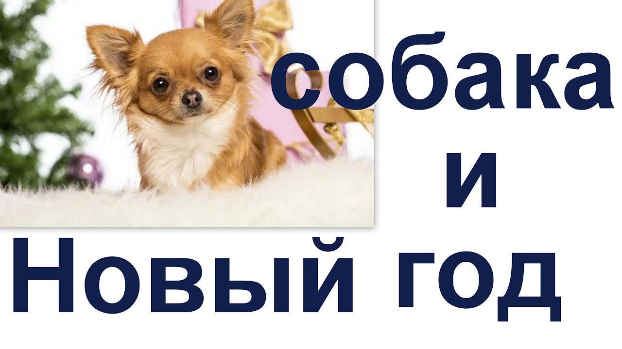 Где Встретить Новый Год С Собакой