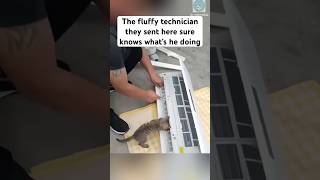 The tiny kitten is helpful apprentice 🥰 #cat