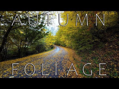 Fall foliage, Bihor county, Romania. Short footage. #travel #romania #bihor #autumn #apuseni