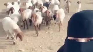 Muslim woman sings with sheep
