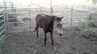 Stringhalt signs in 30yo horse