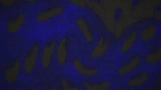 UNUSED TUMULTUOUS 3 - Bambi fantrack
