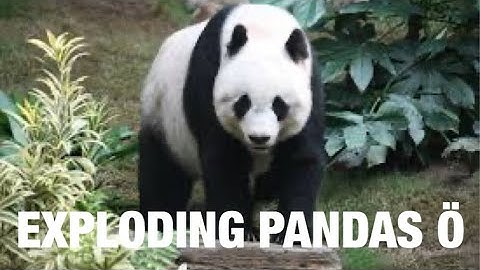 Exploding pandas (not what you think)