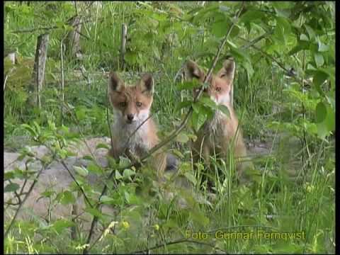 Video: Sarkoptinio Manijos Paplitimas Raudonojoje Lapėje (Vulpes Vulpes) Spaustuemporaliai Daugiau Nei 60 Metų Šveicarijoje: Pamokos, įgytos Atliekant Lyginamosios Analizės įvairius Stebė