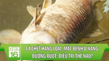 Cá chết hàng loạt, mắc bệnh u nang đường ruột: Điều trị thế nào? | Làm nông đúng cách | VTC16