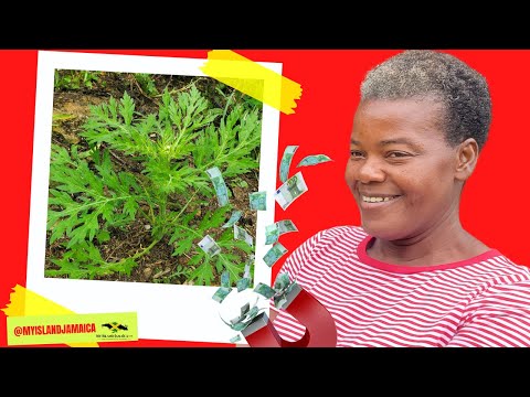 💰Folklore claims it ATTRACTS Money BUT it does WAY more for your health 🌿 🇯🇲