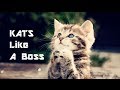 Download Kats Like A Boss (Cat GIF's w/ Sound) | ____LikeABoss Kats Like A Boss (Cat GIF's w/ Sound) | ____LikeABoss