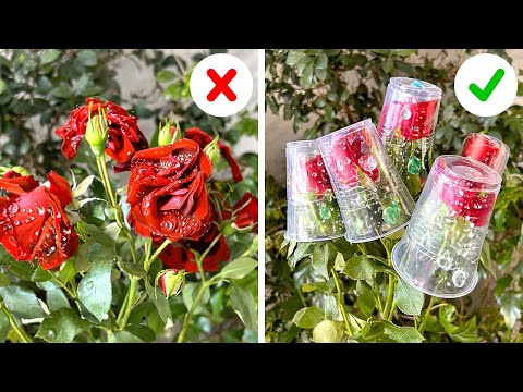 Видео: Проверенные советы по садоводству, которые действительно работают 🌿🌹