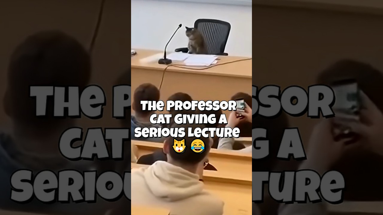 🐱 The Professor Cat Giving a Serious Lecture 😂 