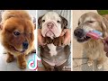 TikTok Dogs that are Guaranteed to Make Your Day Better 🐶❤️