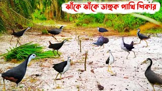 Excellent Bird Hunting | A Fiock Of Birds Hunting | Dahuk Bird Catching Trap | Bird Hunter |