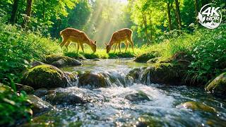 Peaceful Relaxing Music 🌿 Stress Relief, Inner Peace & Emotional Balance
