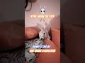 Sholay with bunny’s #sholay #bunny #rabbit #youtubeshorts #bollywood #cute #pet #petbunny #funny