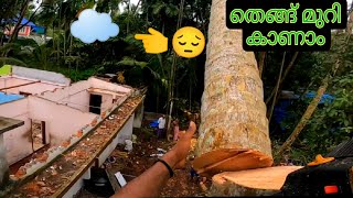 ☁️☁️😔Coconut Tree Cutting with a SPIKE / Tree Cutting / Raja Woodcutting