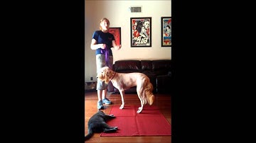 How To: Place Command- Take the Lead K9 Training