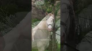 Lusitano Albino Piaffe And Flying Changes