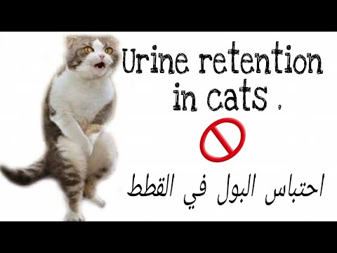 Treatment of urine retention in tom cat  علاج احتباس  البول في القطط ...البول المدمم في القطط 🐈😱😱