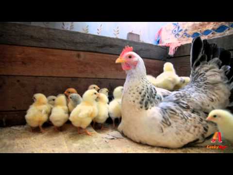 backyard chickens - Hen and chicks