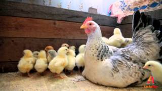 backyard chickens - Hen and chicks