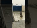 نشسته ام به در نگاه میکنم