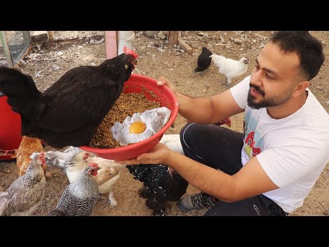 tavukların yumurtlaması için ne yapılmalı ?