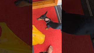 മിൽമ പാൽ ആണോ 😂🥰🐕 #dachshund #pets #shortsfeed #shortsdog #doglife