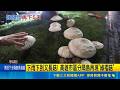 雨下到長菇！高雄分隔島重現「綠褶菇」打卡潮 市府急提醒：有毒別吃｜三立新聞網 SETN.com