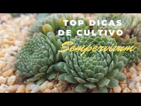 Vídeo: Informações do Sempervivum: Saiba mais sobre os cuidados e manutenção do Sempervivum