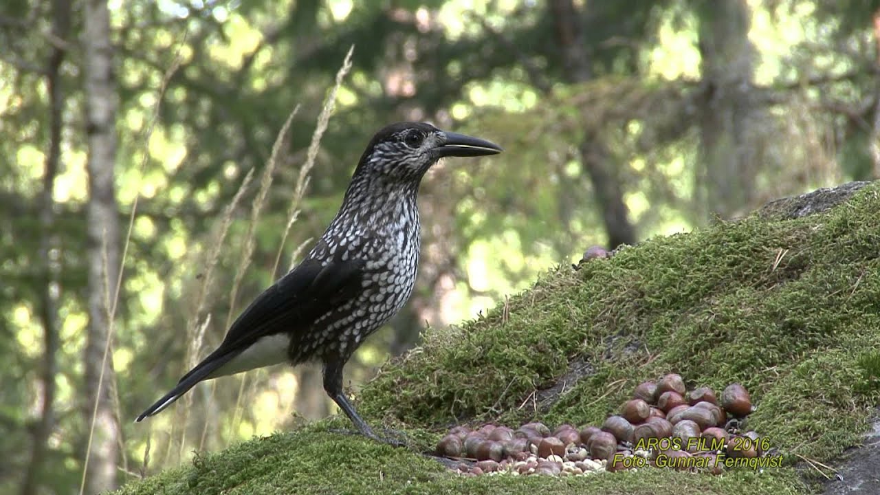 NÖTKRÅKA Spotted Nutcracker (Nucifraga caryocatactes) Klipp - 1754