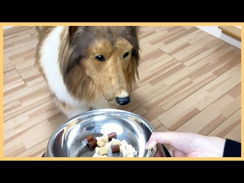 【着ぐるみ】犬になったからには、ドックフードを食べてみたい！？