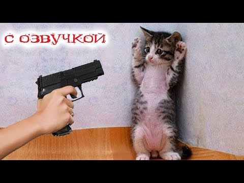 Приколы с котами! Самые смешные животные С ОЗВУЧКОЙ! СЕЙЧАС БУДЕТ СМЕШНО!