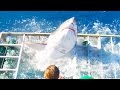 Great White Shark Cage Breach!!