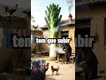 Resultados da IA = Bug