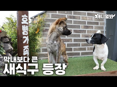 좌충우돌 돌아온 호빵이네 가족 새로운 멤버 <strong>등장</strong>?ㅣA New Addition <strong>To</strong> The Hoppang’s Family?