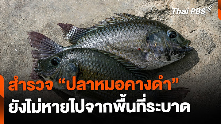 สำรวจ "ปลาหมอคางดำ" ยังไม่หายไปจากพื้นที่ | ข่าวค่ำ | 7 ม.ค. 68