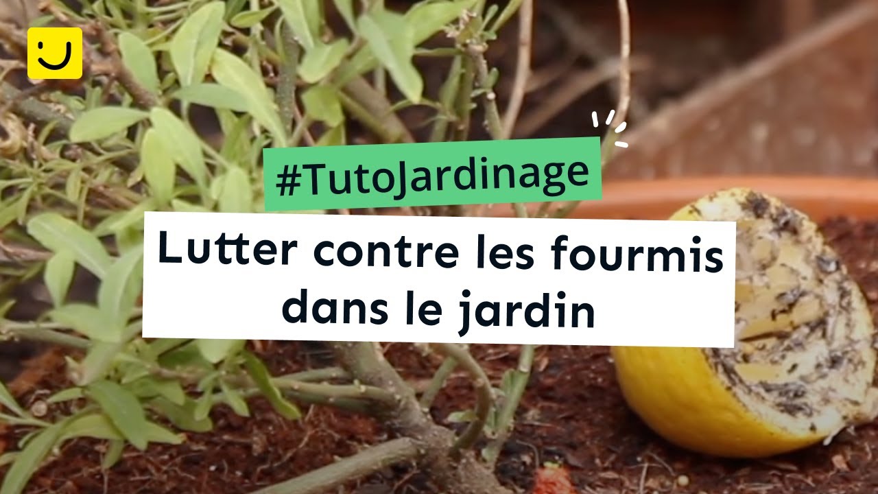 comment eloigner les fourmis