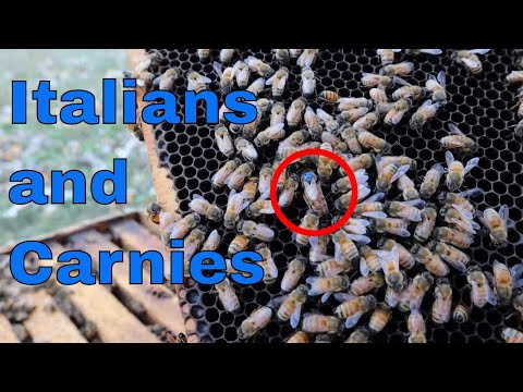 Video: Ar bitėms patinka karagana?