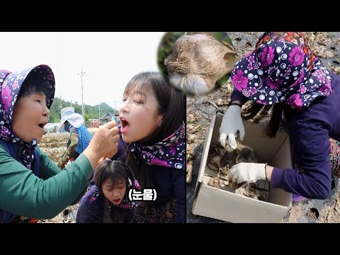 마늘 <strong>풍년에도</strong> 폐기처리가 된다고 하네요ㅠㅠ 1일3쪽 너마늘사랑해 낙지,전복 먹방 Korean mukbang eating show
