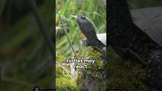 Turtles And Black Color Explained