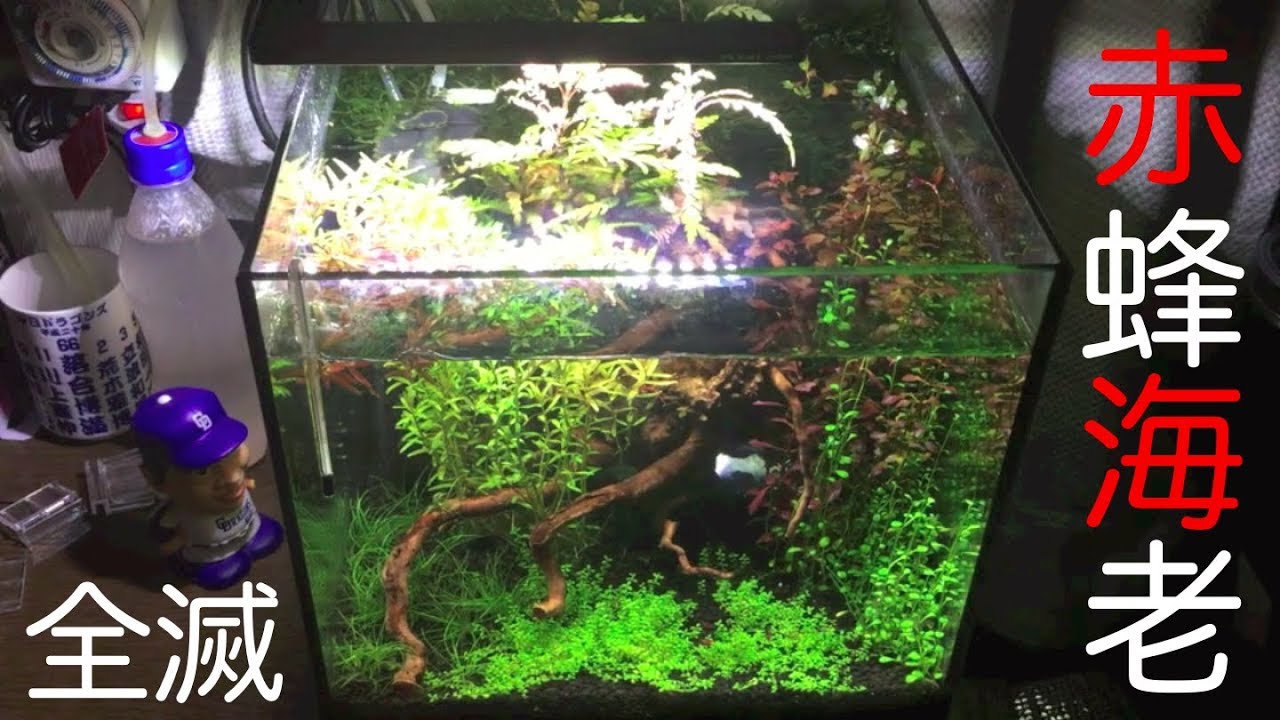 レッドビーシュリンプ 立ち上げ４ヶ月経過 全滅してしまいました 4 Month Update Of Crystal Red Shrimp Youtube