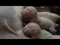 Newborn Cornish Rex kittens -2 days old