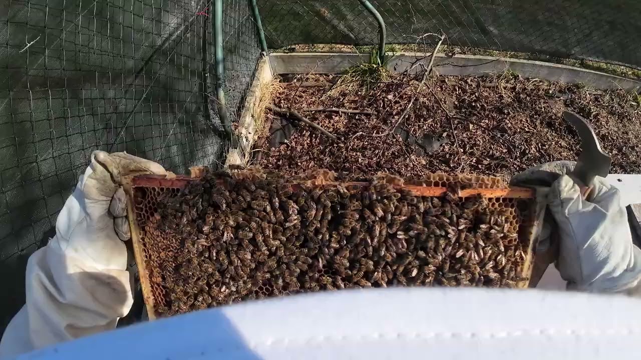 První zkušenosti s kamerou a první jarní prohlídka ve včelkách.