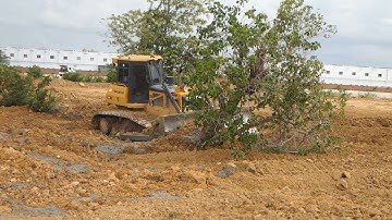 Action Great Team work Operator Dozer SHANTUI push soil clear land with Heavy Dump truck