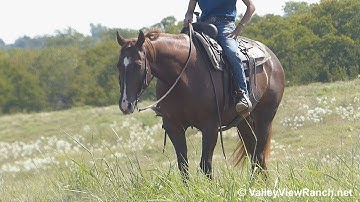 Attitudes Desire - trail riding! - ValleyViewRanch.net